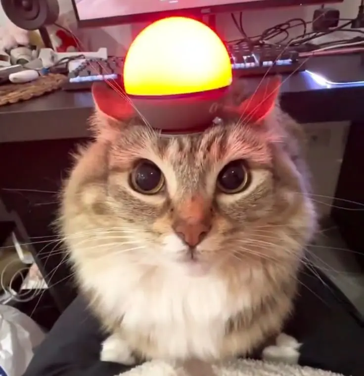 Cat photo